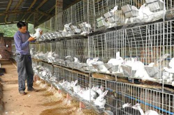 农村养殖网,助力乡村振兴，共筑绿色养殖新篇章