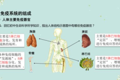 免疫调节ppt,人体防御系统的奥秘解析