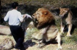 梦见被狮子追,狮子狂奔下的惊悚之夜