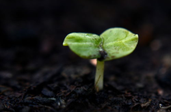 图片种子,轻松实现创意内容加密与分享”