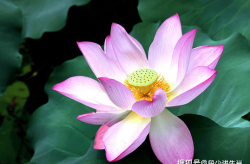 未来一个月桃花朵朵开4属相喜事自然来家庭和谐美满桃花指的是什么生肖