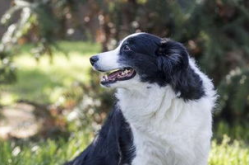 孕妇梦见被狗咬,揭秘梦境背后的寓意与心理解读