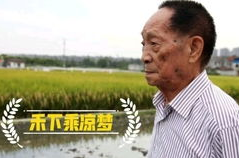 袁隆平的简短小故事,杂交水稻之父的育种传奇