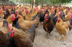 土鸡价格,探寻市场供需背后的秘密