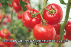 番茄种植方法,从播种到收获的实用技巧