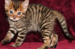 加州闪亮猫,独特外貌与活泼性格的猫咪传奇