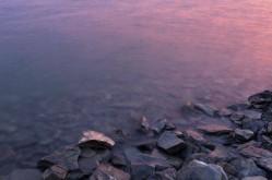 桃花指的是什么生肖桃花运来临 四大生肖揭晓 为爱付出收获真爱